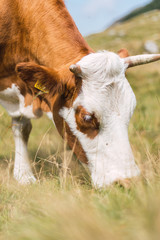 Cow smelling fresh golden grass