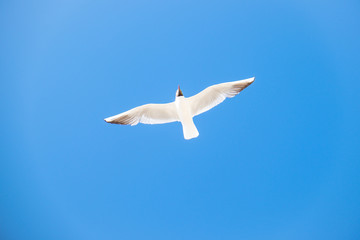 Möwe im Flug mit ausgebreiteten Flügeln