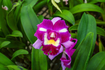Cattleya orchids in the garden