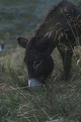 Spotted donkey pasturing in meadow in highland