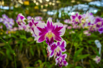 Fototapeta premium Pink dendrobium orchids in the garden