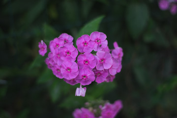 Purple flowers of phlox blossoming in garden