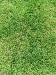 green grass texture background