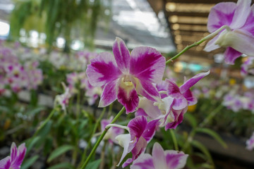 Pink dendrobium orchids in the garden