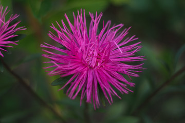 Pink aster flower blooming in summer garden