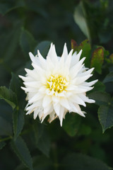 Bushy white flower blooming in garden