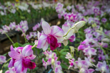 Pink dendrobium orchids in the garden