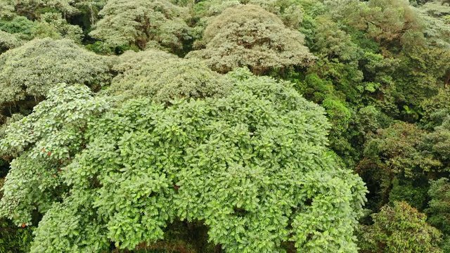 Rising over the crown of a large Cedro tree (Cedrella sp.). In montane rainforest at 1,700m altitude on the western slopes of the Andes near Mindo, Ecuador