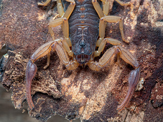 Close-up view of a Central American bark Scorpion, Centruroides margaritatus, on bark. The colouration of this species helps camouflage it against its bark habitat