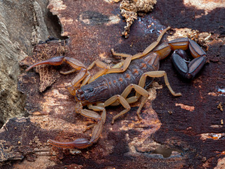 Central American bark Scorpion, Centruroides margaritatus, on bark. The colouration of this species helps camouflage it against its bark habitat