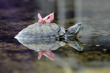 mantis on a turtle