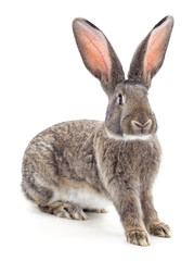 Fototapeta premium One brown rabbit.