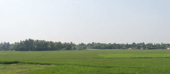 Horizon over Agricultural field and green spring meadow. Countryside farmland with Rice paddy....