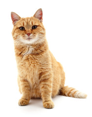 Beautiful red cat.