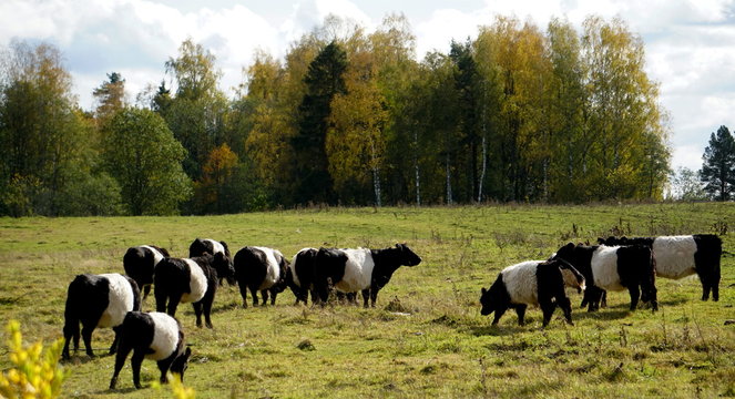 The Belted Galloway black and white cows in a misty autumn meadow in Latvia. Black and white cow on green grass pasture