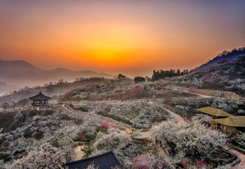 The dawn of Maehwa Village in Gwangyang, South Jeolla Province, in the spring-flowering season.