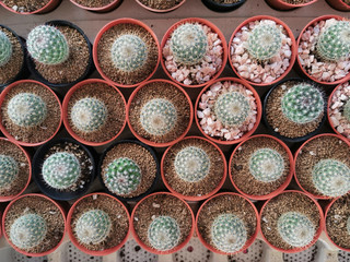 cactus in a pot