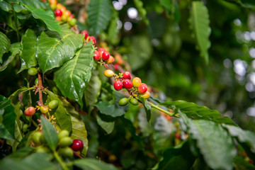 阿拉比卡咖啡的波旁變種