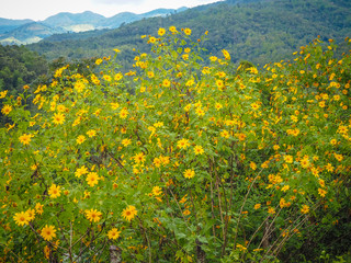 field of yellow flowers