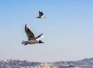 Seagull flying in a blue sky as a background