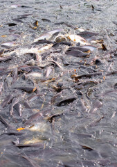 A large group of fish in the river