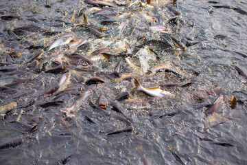A group of fish that gather together in the river.