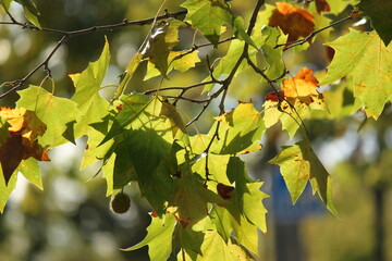 Feuilles d'arbre en automne