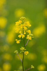 Yellow centaury / St.John's wort (Hypericum perforatum) It is also known as Yeast grass. Has antidepressant properties. Supports the functions of the digestive system!