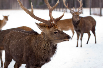 Four deer near the forest in winter