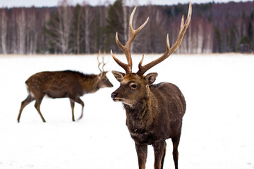 Two deer near the forest in winter