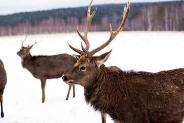 Two deer near the forest in winter