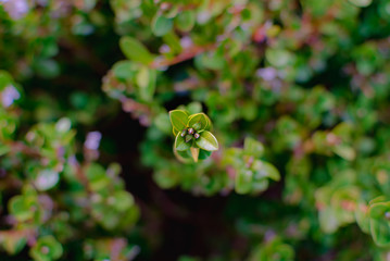 Close up shoot of branches grown up on green succulent leaves. Nature themed macro for studies.