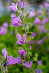 Obraz premium Purple flowers that tell the spring. Purple flowers close up.