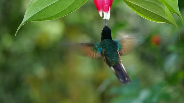 Hummingbird slow-motion: Velvet-purple Coronet (Boissonneaua jardini), feeding from a Cavendishia flower, near Mindo on the western slopes of the Andes, Ecuador.