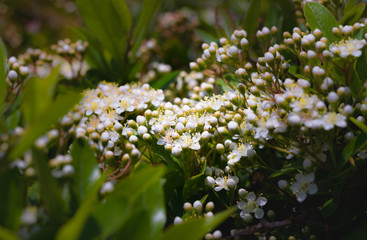 White flowers in ornamental tree in park, Alsancak, Kordon, Izmir