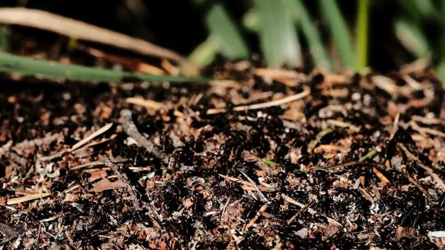 colony of ants migrates. close-up. anthill