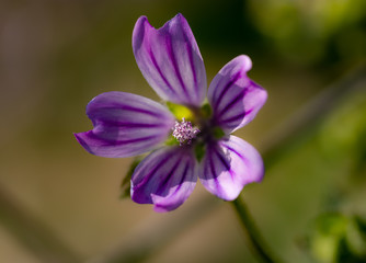 Fototapeta premium Purple striped wildflower, malva flower