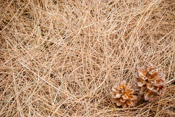 natural autumn minimalist concept frame pine cones 