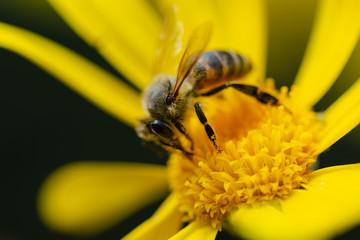 A bee on yellow daisy flower, macro photo.