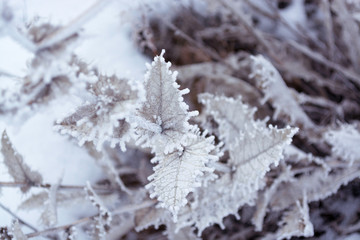 Plant in the winter. For background.