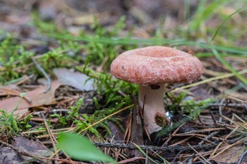 mushroom in forest