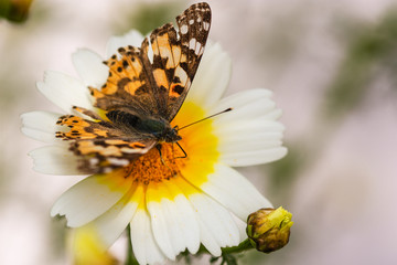 Sunny day, yellow daisy and butterfly, macro flowers.