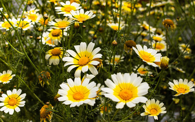 Fototapeta premium A combination of withered and newly blooming daisy flowers.