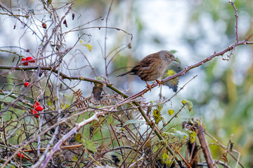 Hedge Accentor or Dunnock on a briar in winter