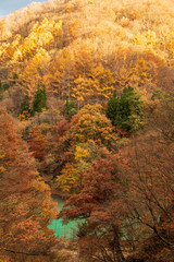  吾妻郡白砂川紅葉