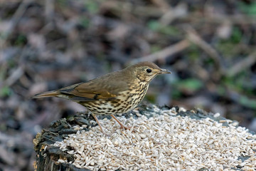 Fototapeta premium Song Thrush