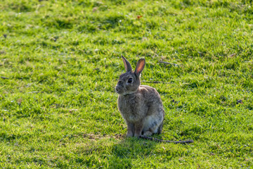 Hare enjoying the autumn sunshine