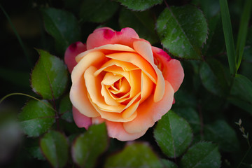 Yellow rose flower close up.