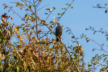 Starling alert and watchful