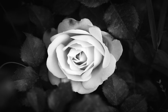 Rose flower close up, black and white